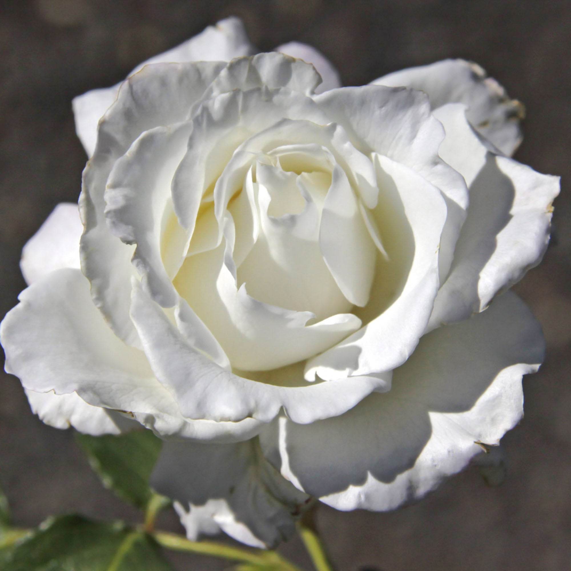 White Lightnin'