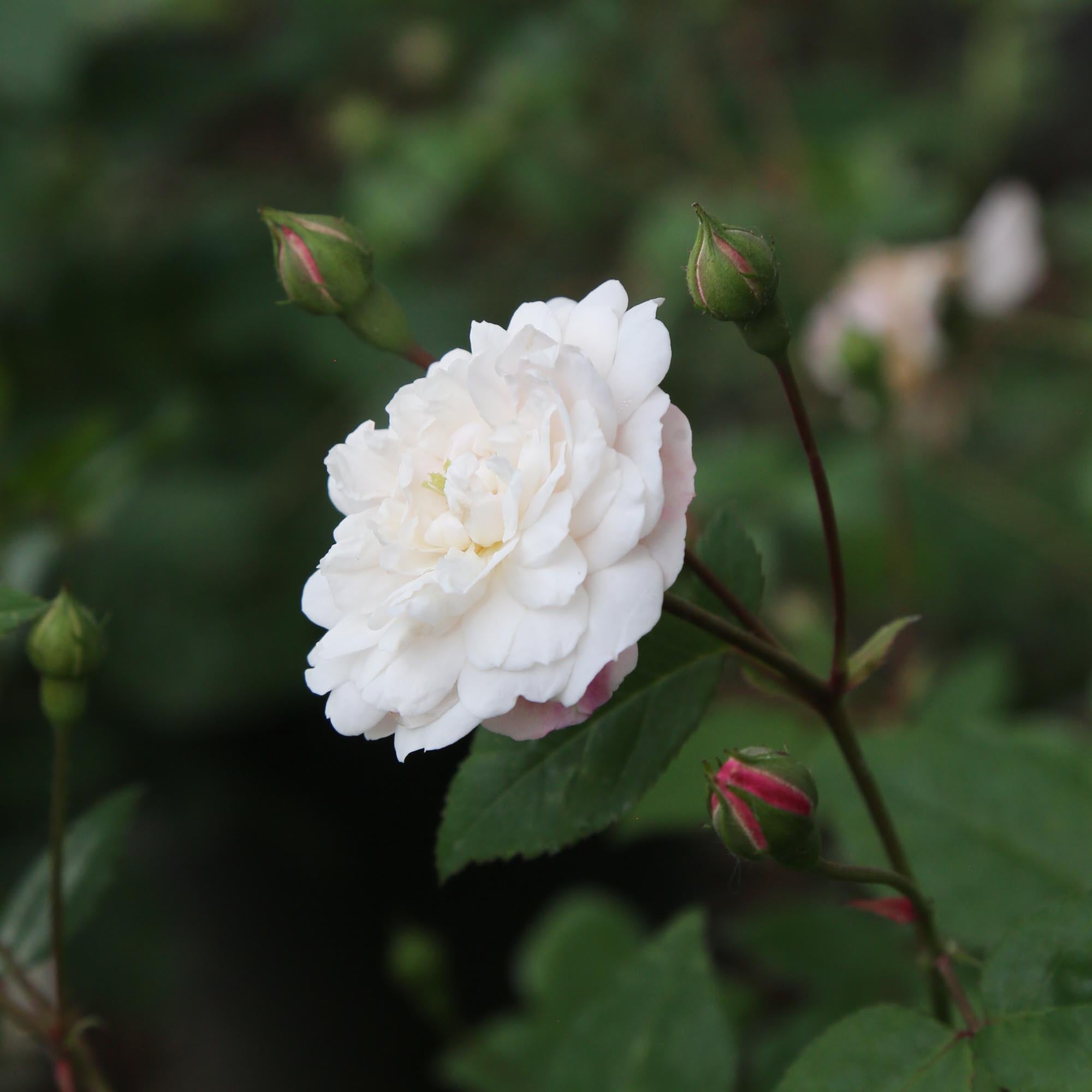 White Pet