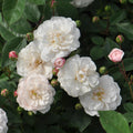 White Pet