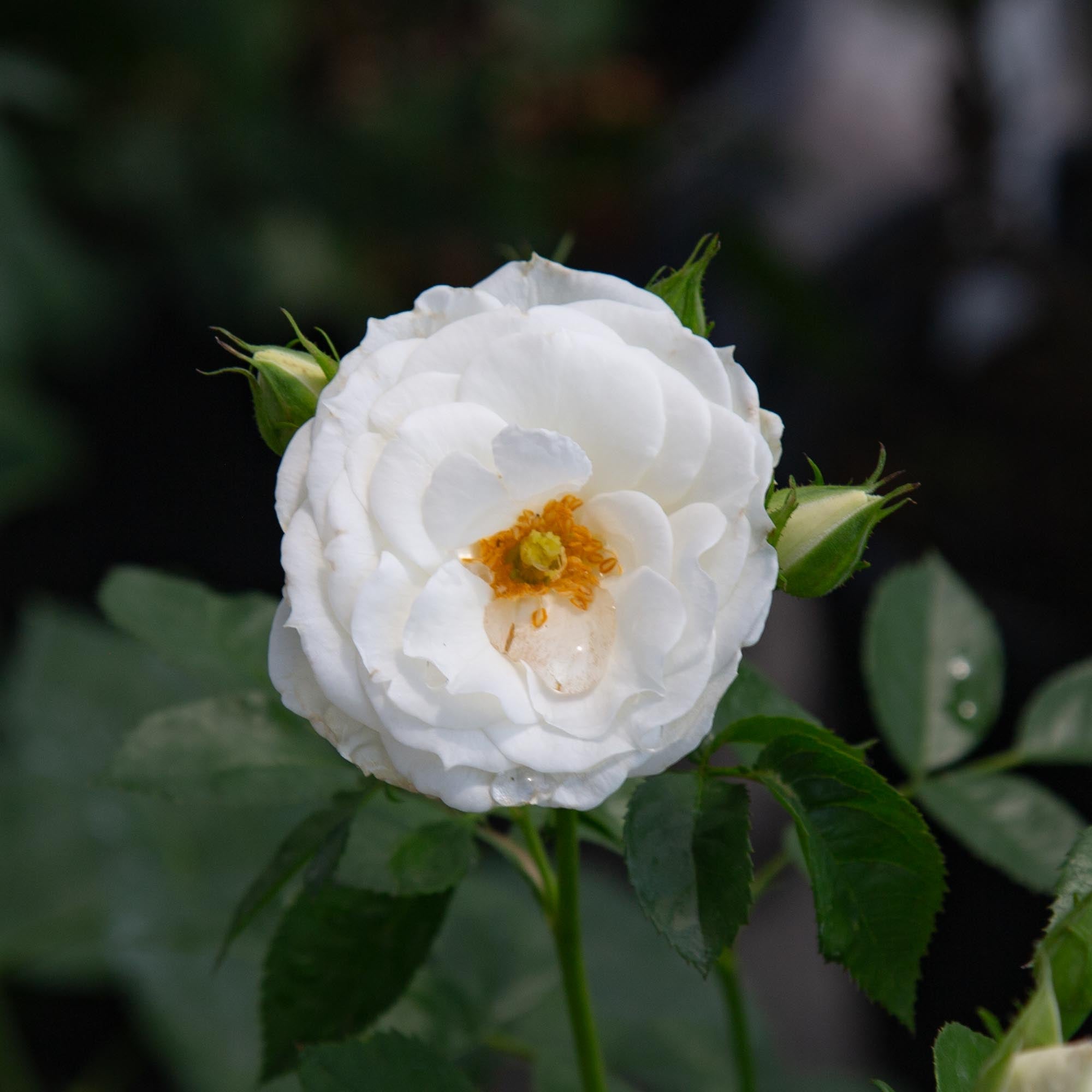 White Veranda®