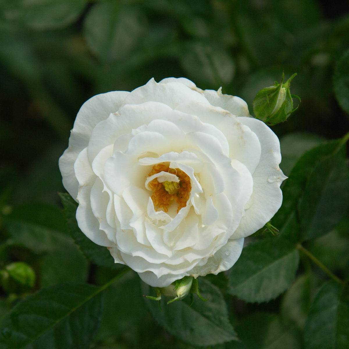 White VerandaFloribunda Rose | White Rose Bush – Heirloom