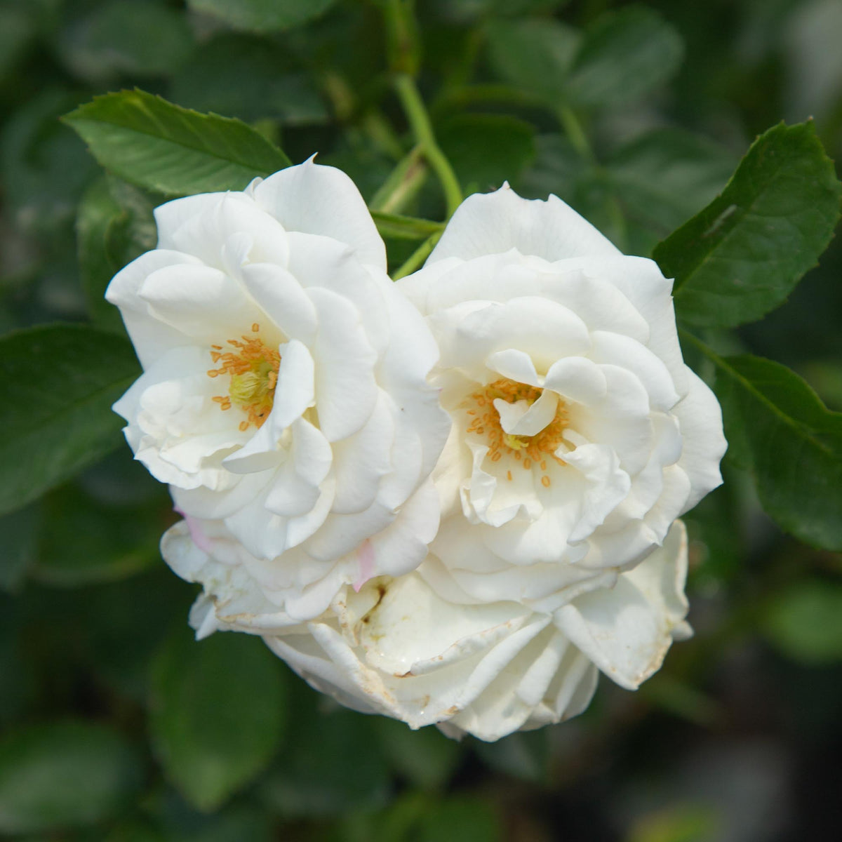 White VerandaFloribunda Rose | White Rose Bush – Heirloom