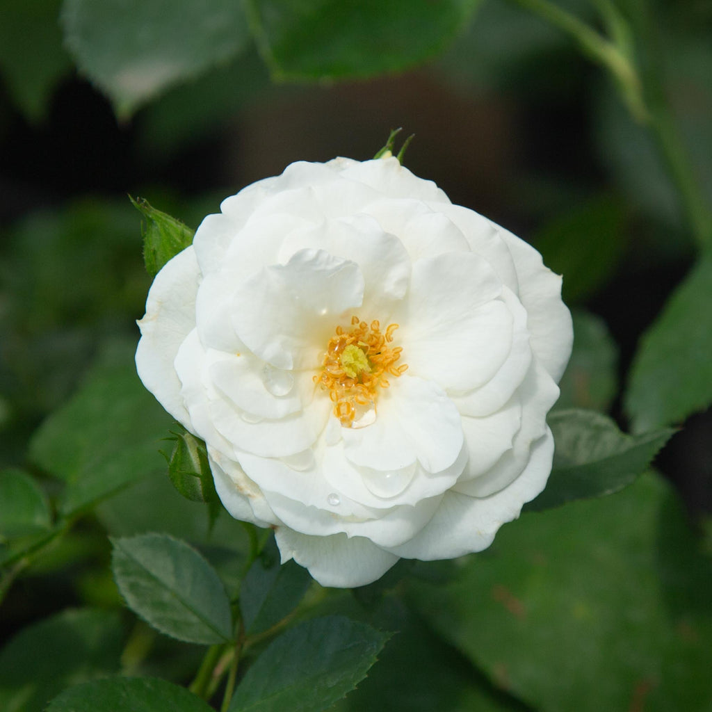 White Veranda®