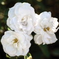 White Veranda®