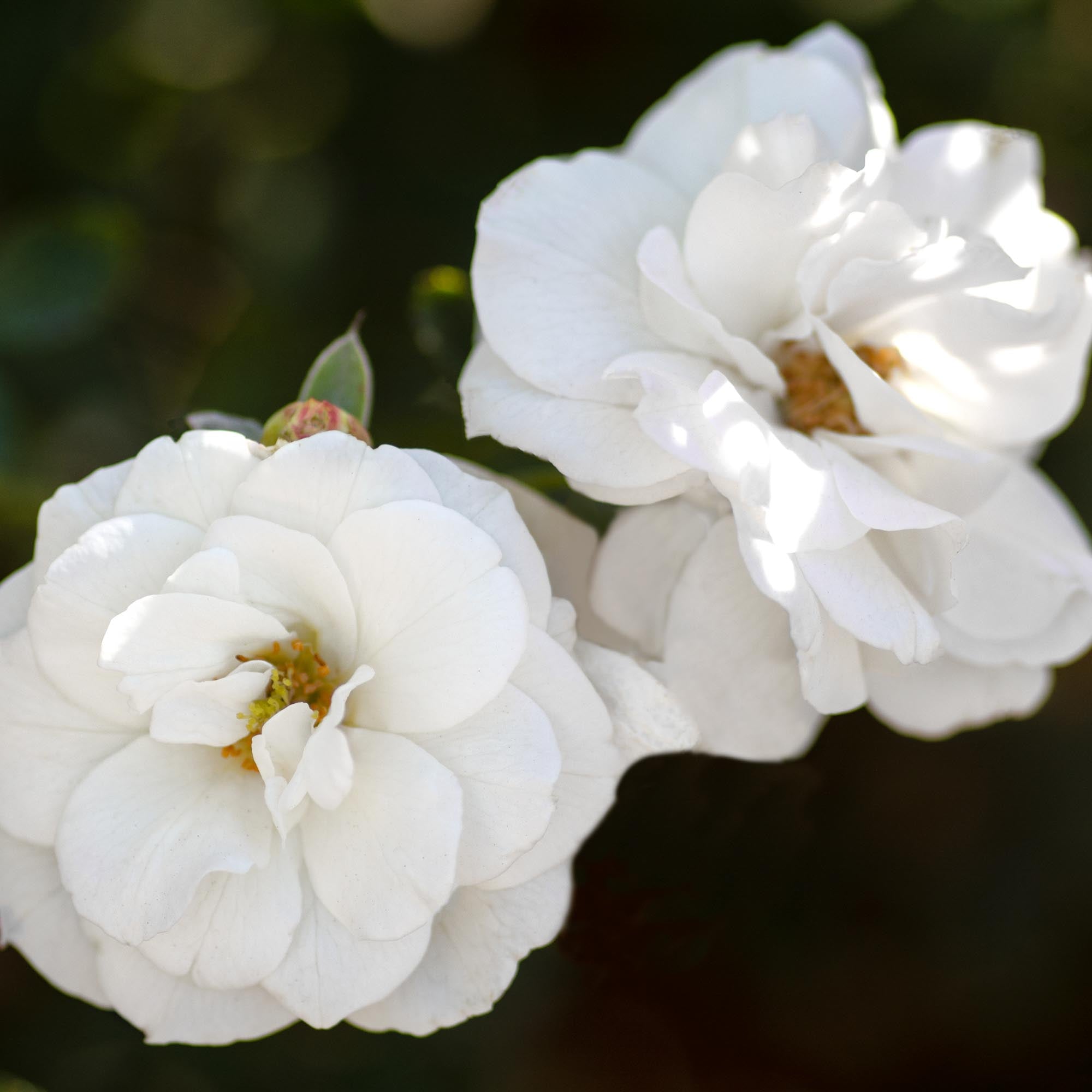 White Veranda®
