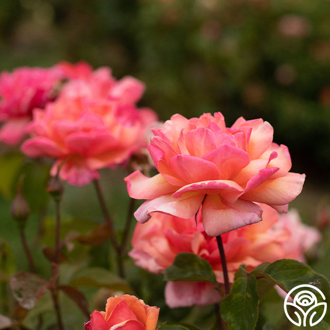 Wild Ginger Rose - Hardy - Moderately Fragrant – Heirloom Roses