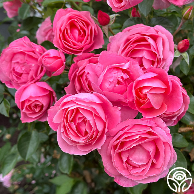 William P.J. McCarthy™ | Pink Shrub Rose Bush – Heirloom Roses