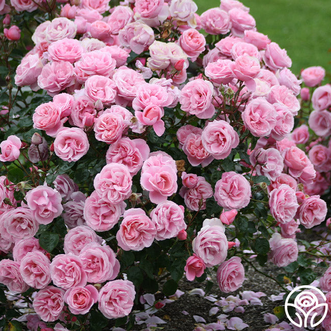 William P.J. McCarthy rose bush with dense clusters of soft pink blooms