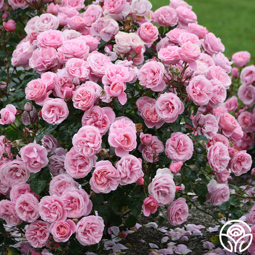 William P.J. McCarthy rose bush with dense clusters of soft pink blooms