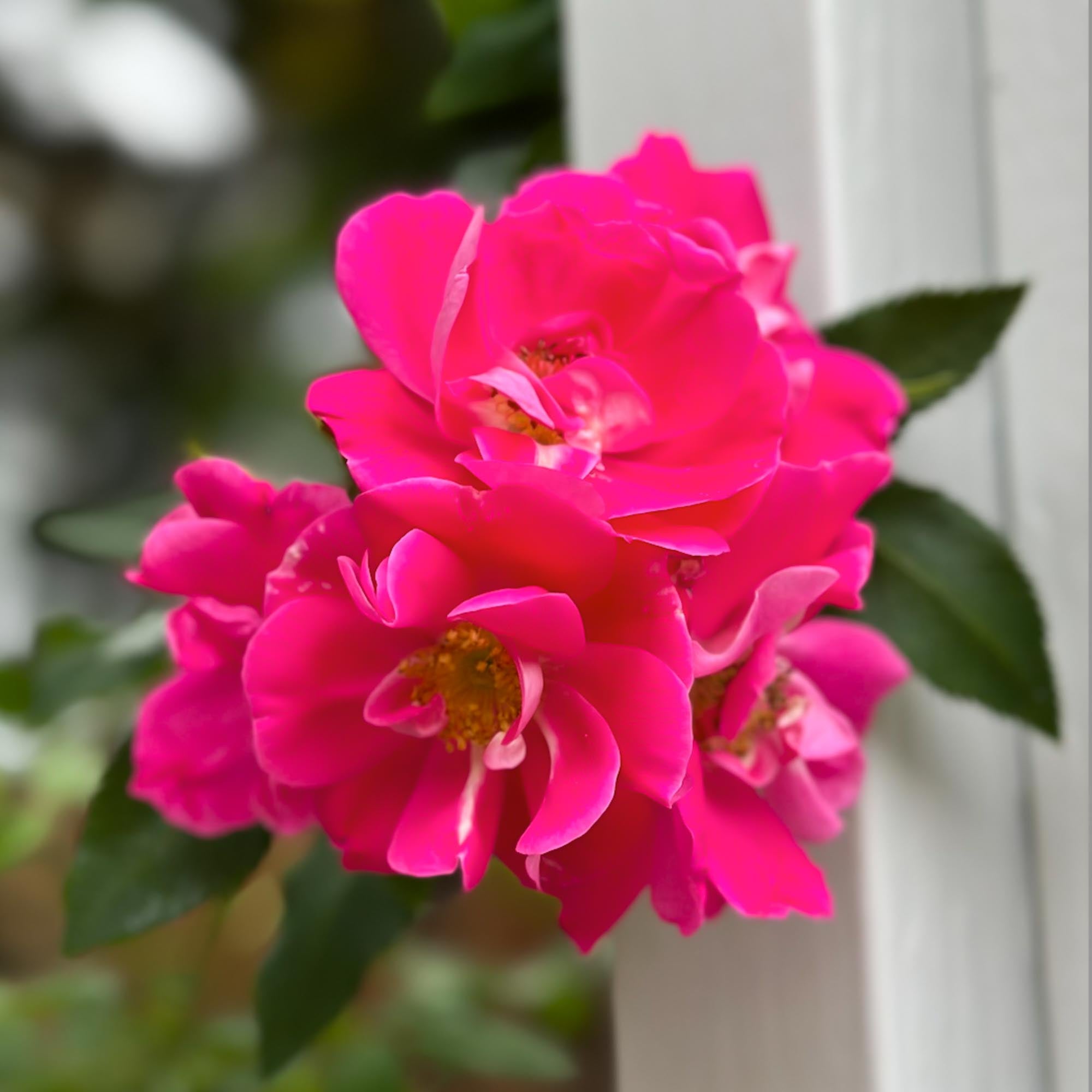 William Baffin Hardy Rose | Pink Rose Plant – Heirloom
