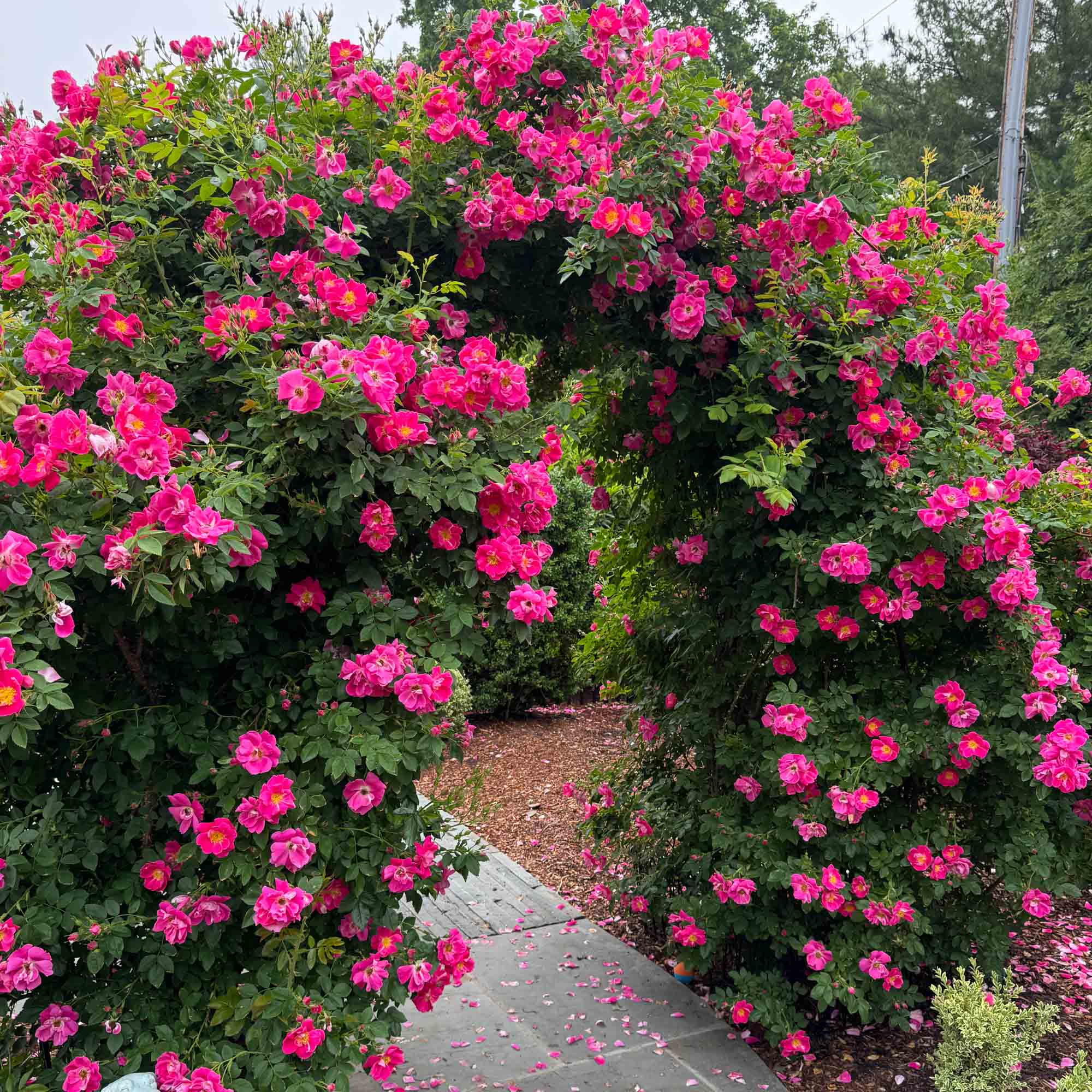 William Baffin Hardy Rose | Pink Rose Plant – Heirloom