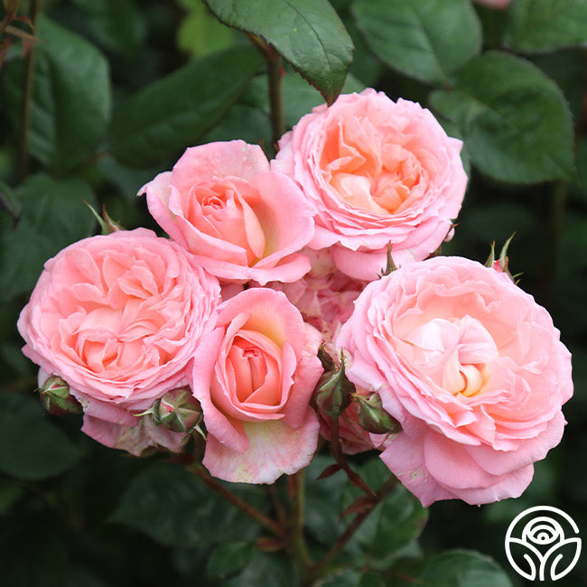 Windsor Castle Wedding™ – Heirloom Roses