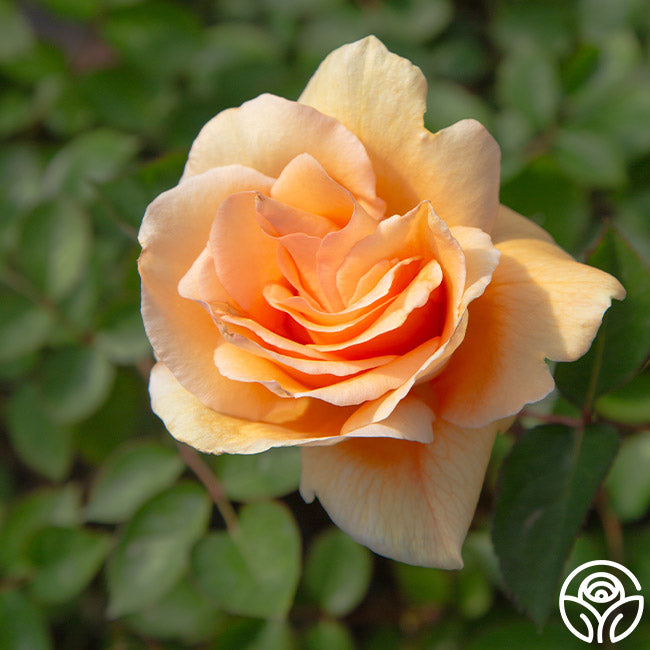 Winter Sunset Hardy Rose | Orange Rose Bush – Heirloom Roses