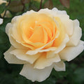 Eleganza® Winter Sun