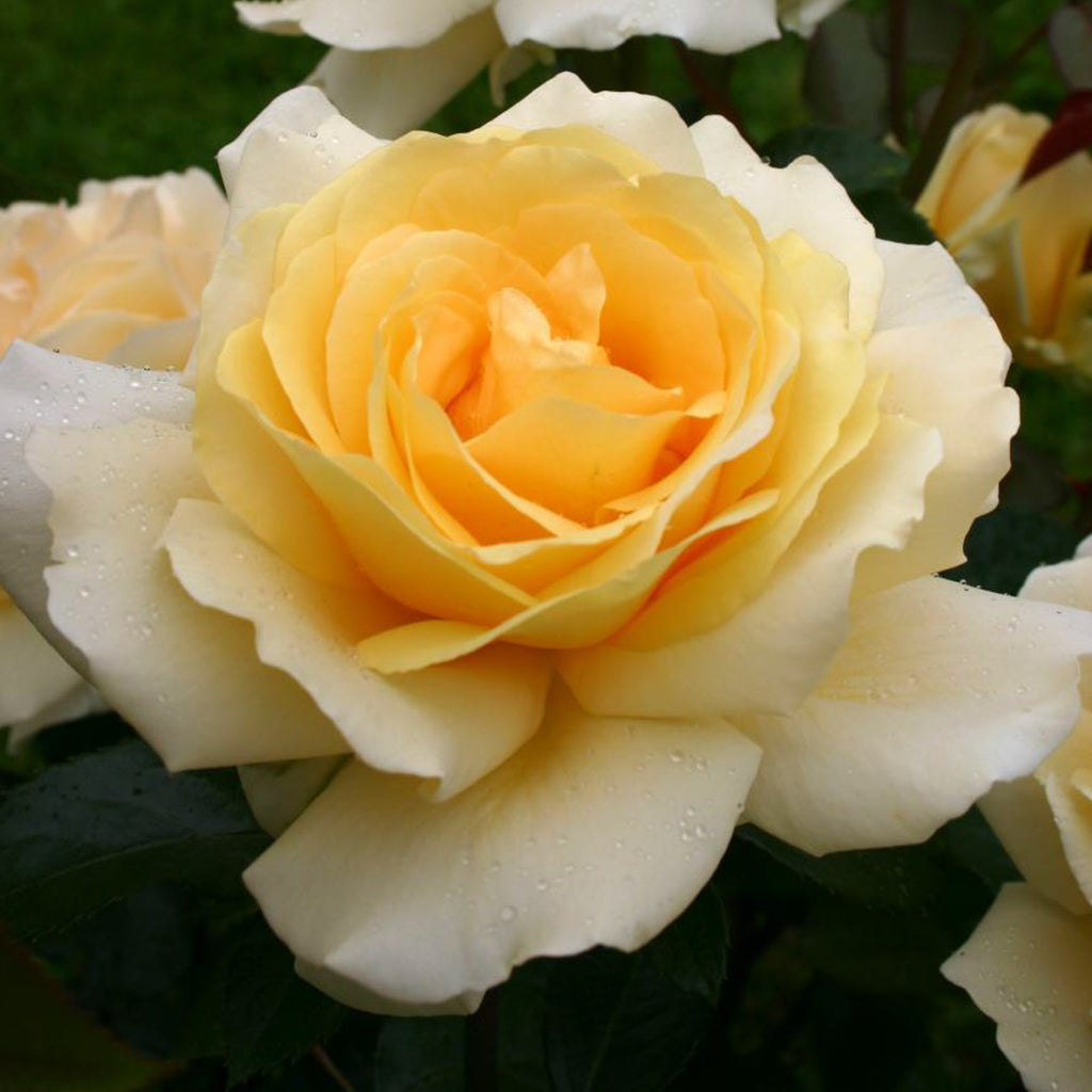 Eleganza® Winter Sun