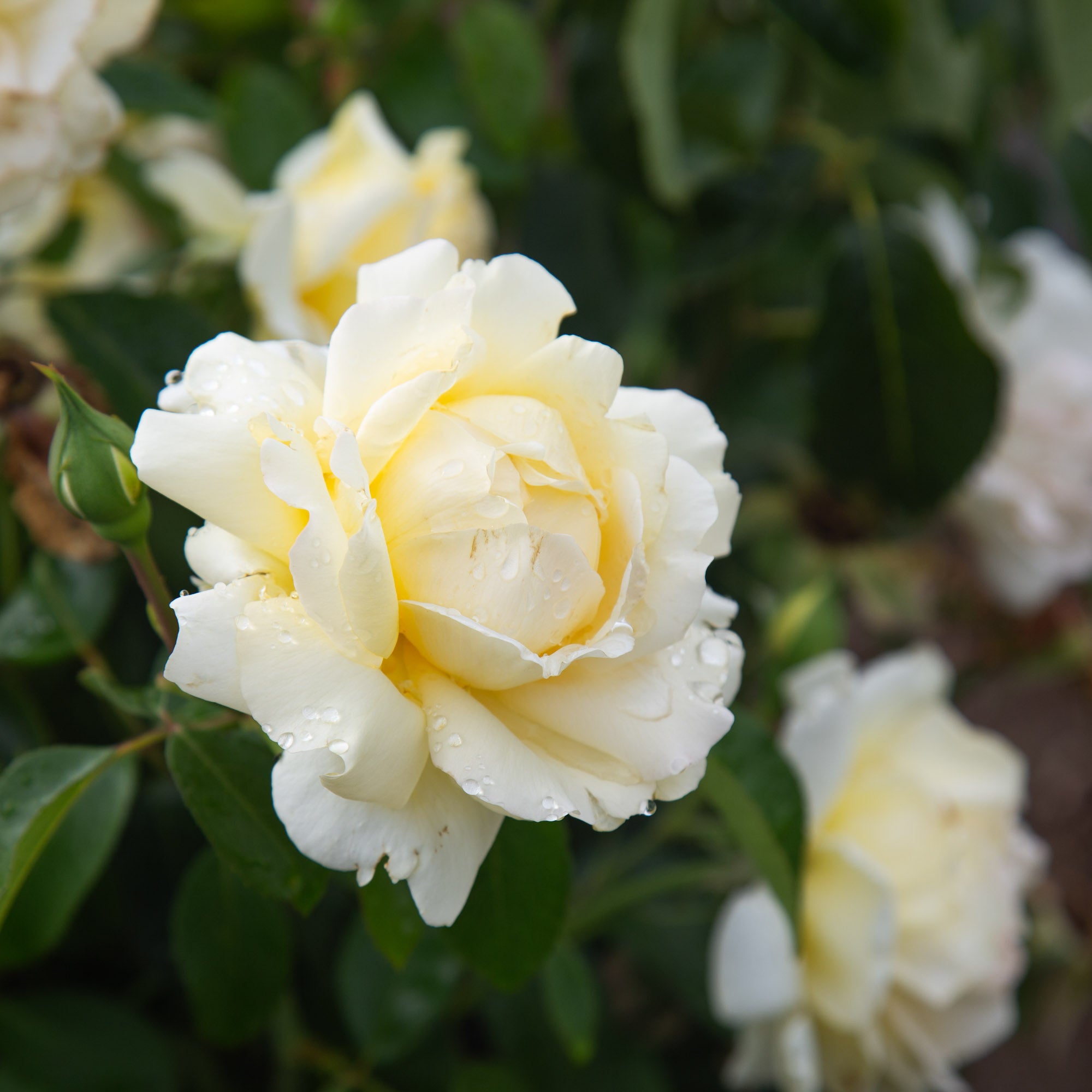 Eleganza® Winter Sun