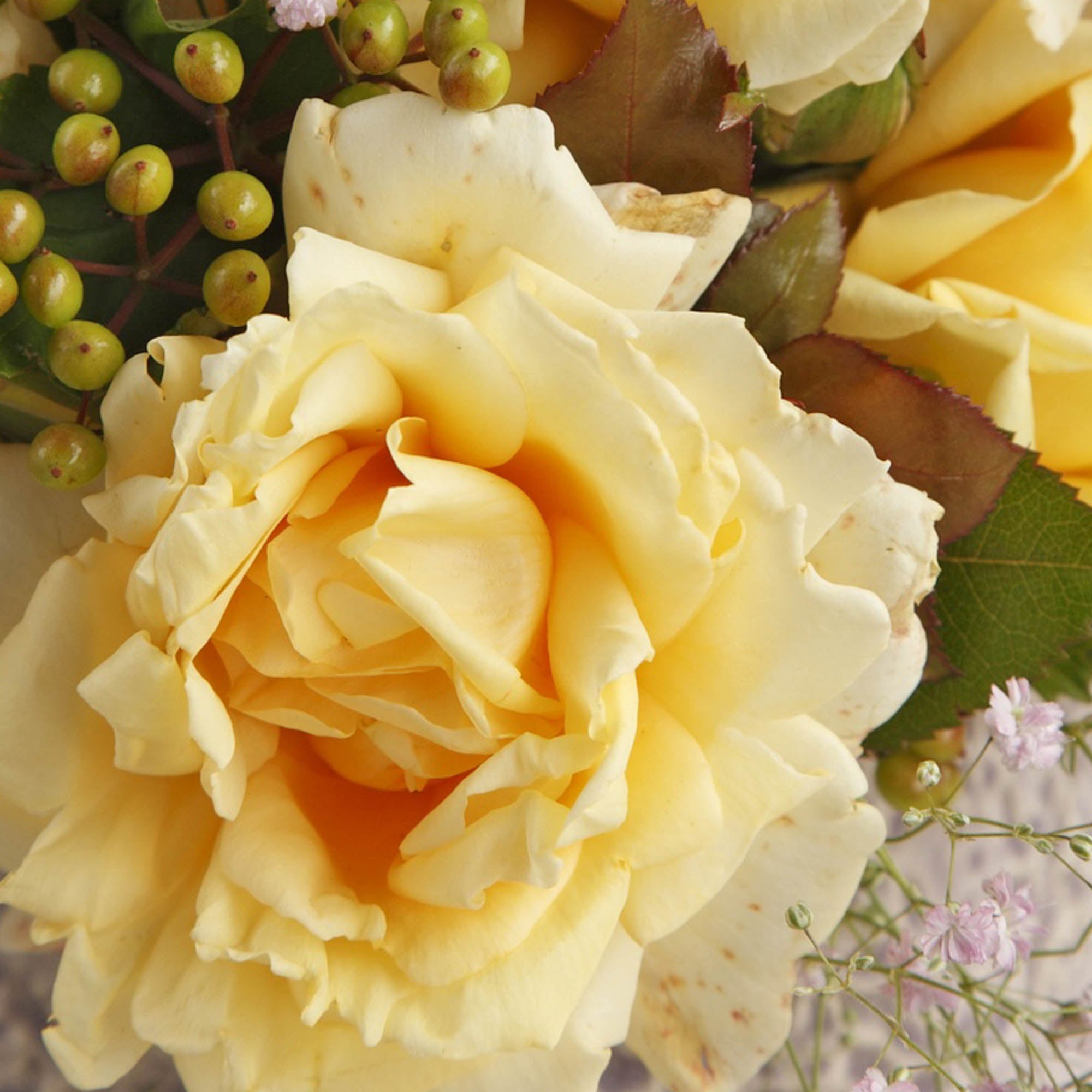 Eleganza® Winter Sun