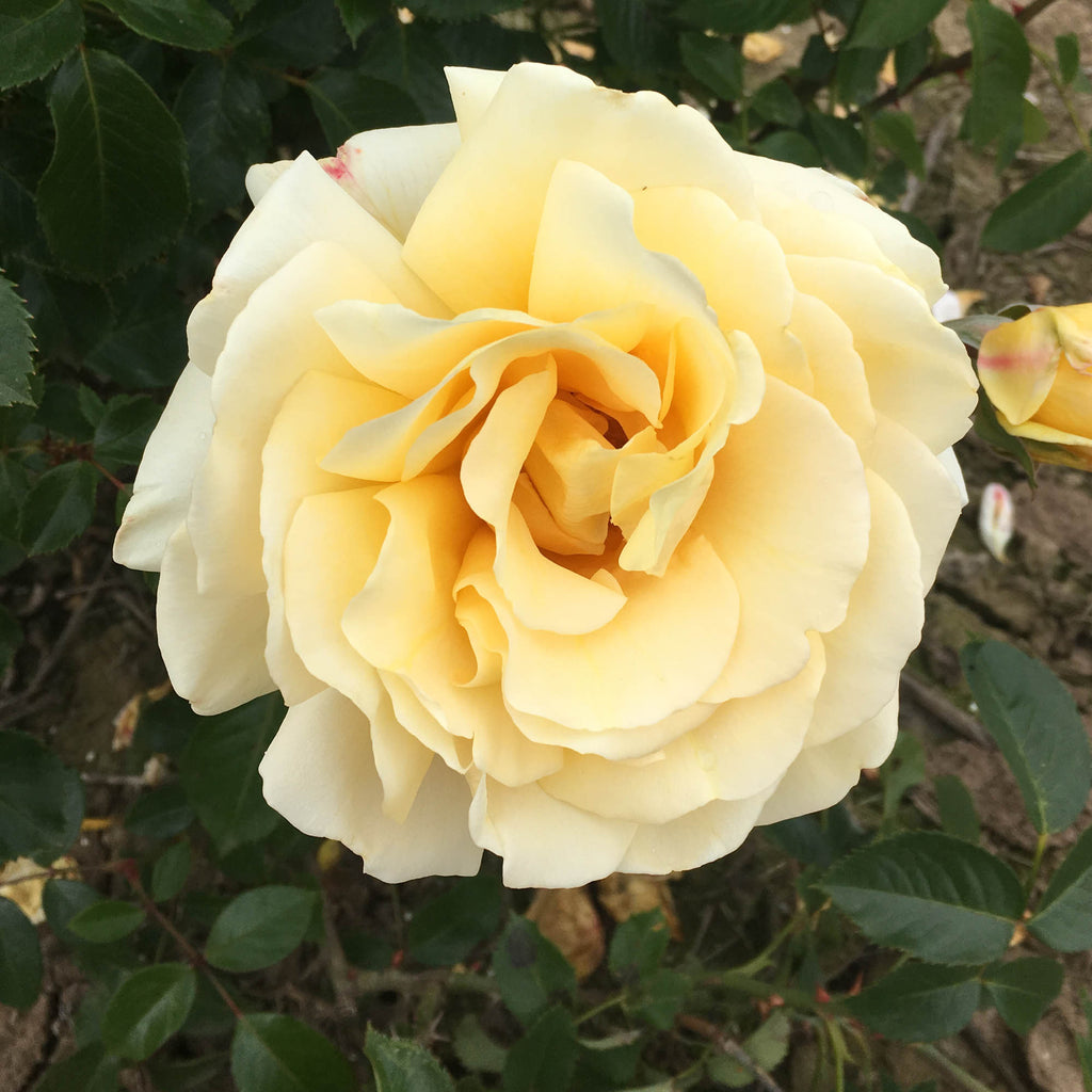 Eleganza® Winter Sun