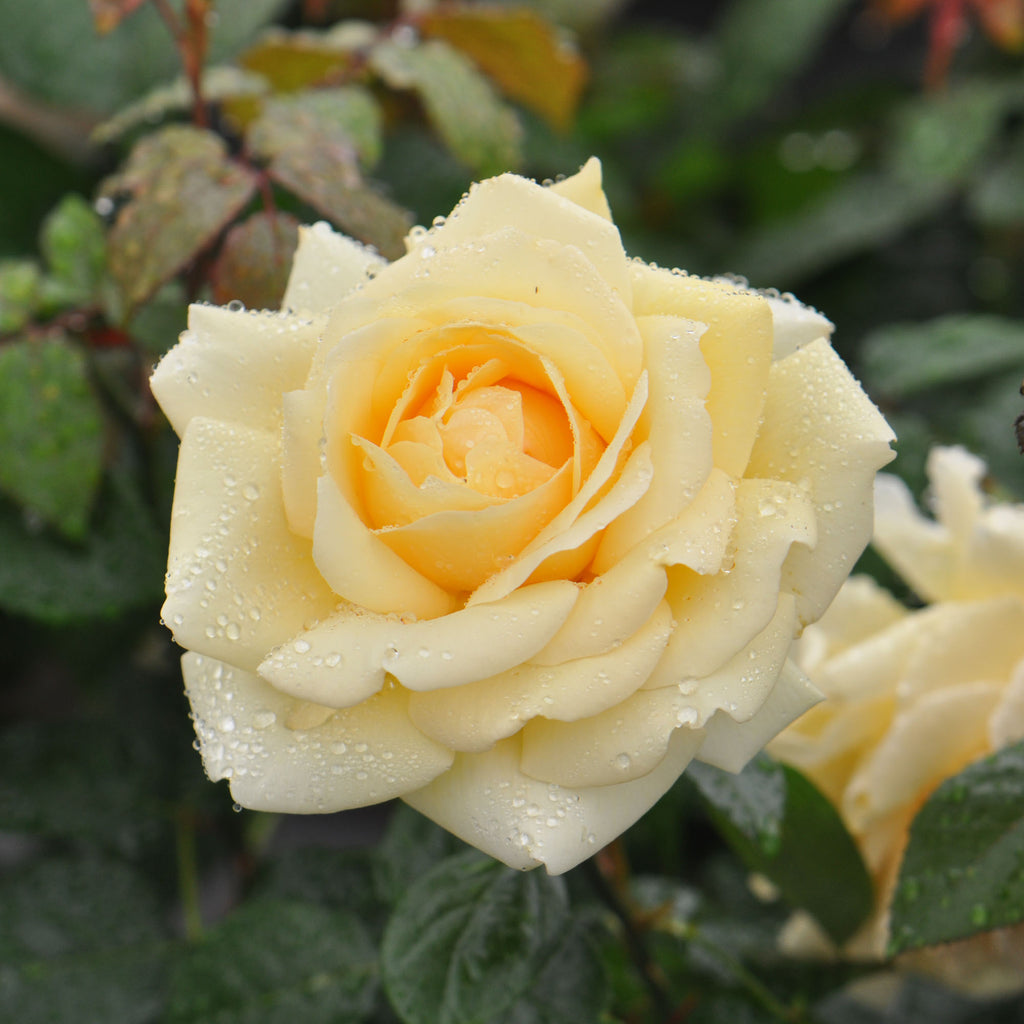 Eleganza® Winter Sun