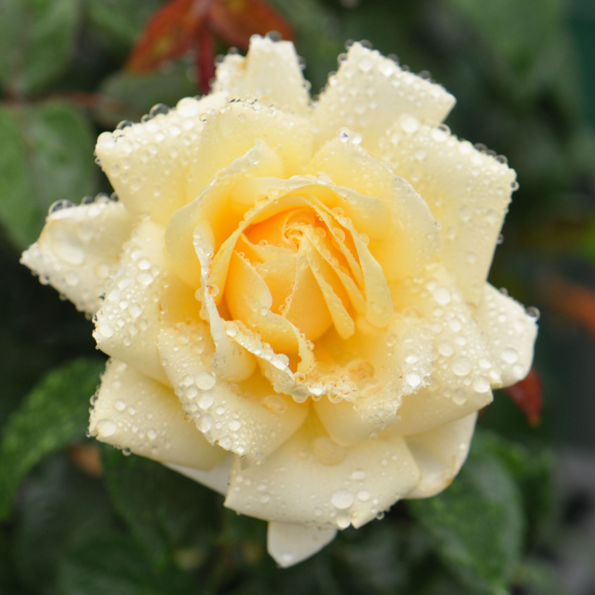 Eleganza® Winter Sun