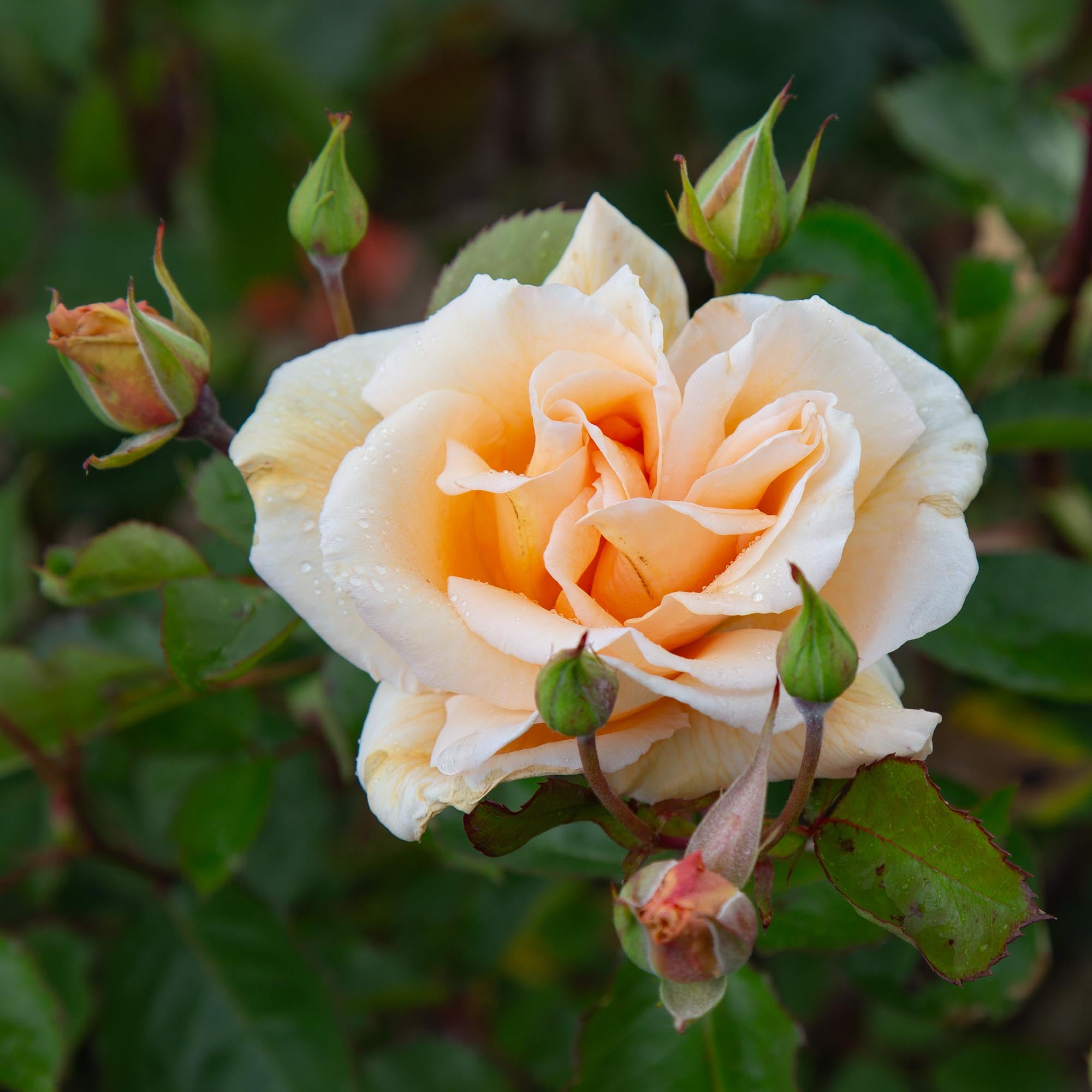 Eleganza® Winter Sun