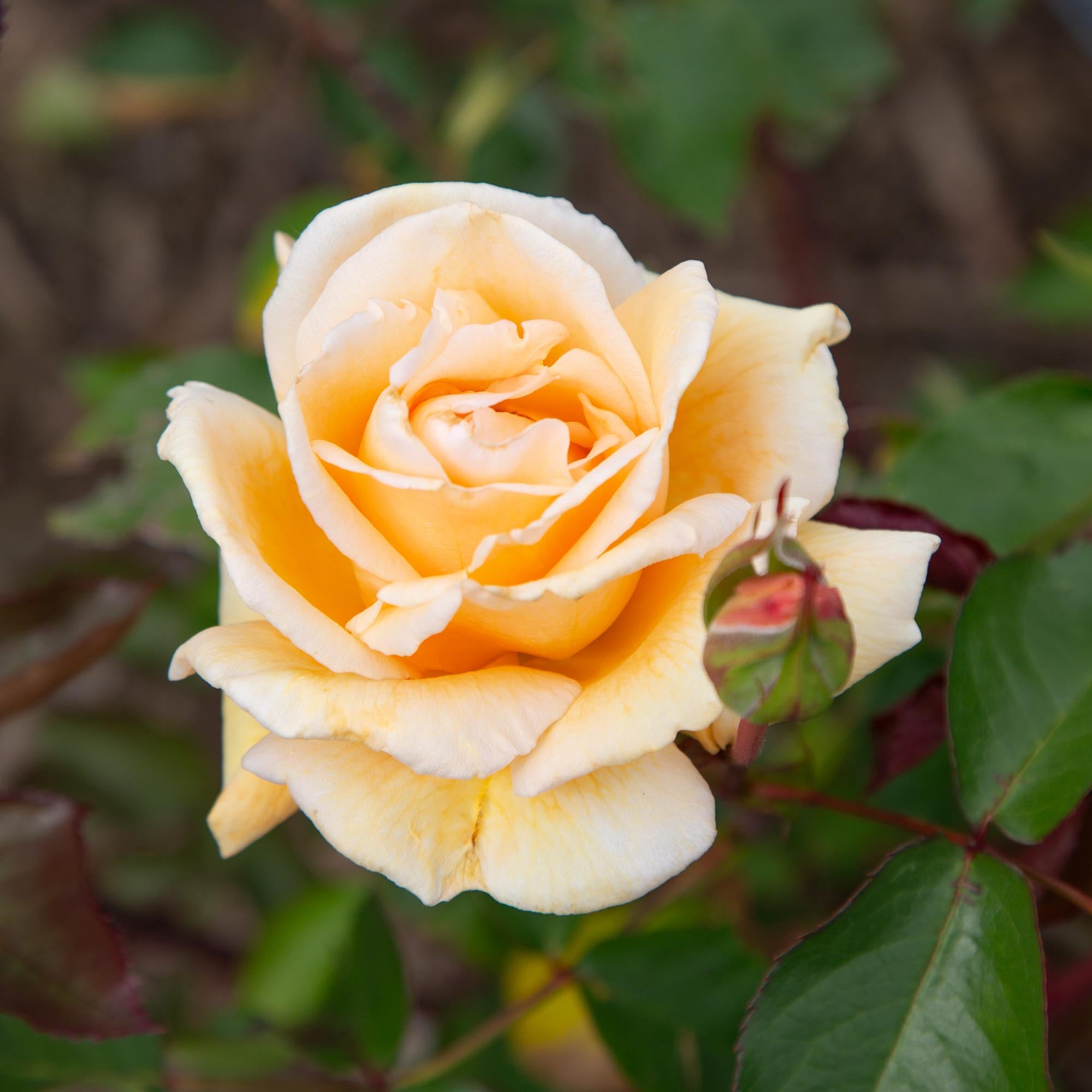Eleganza® Winter Sun