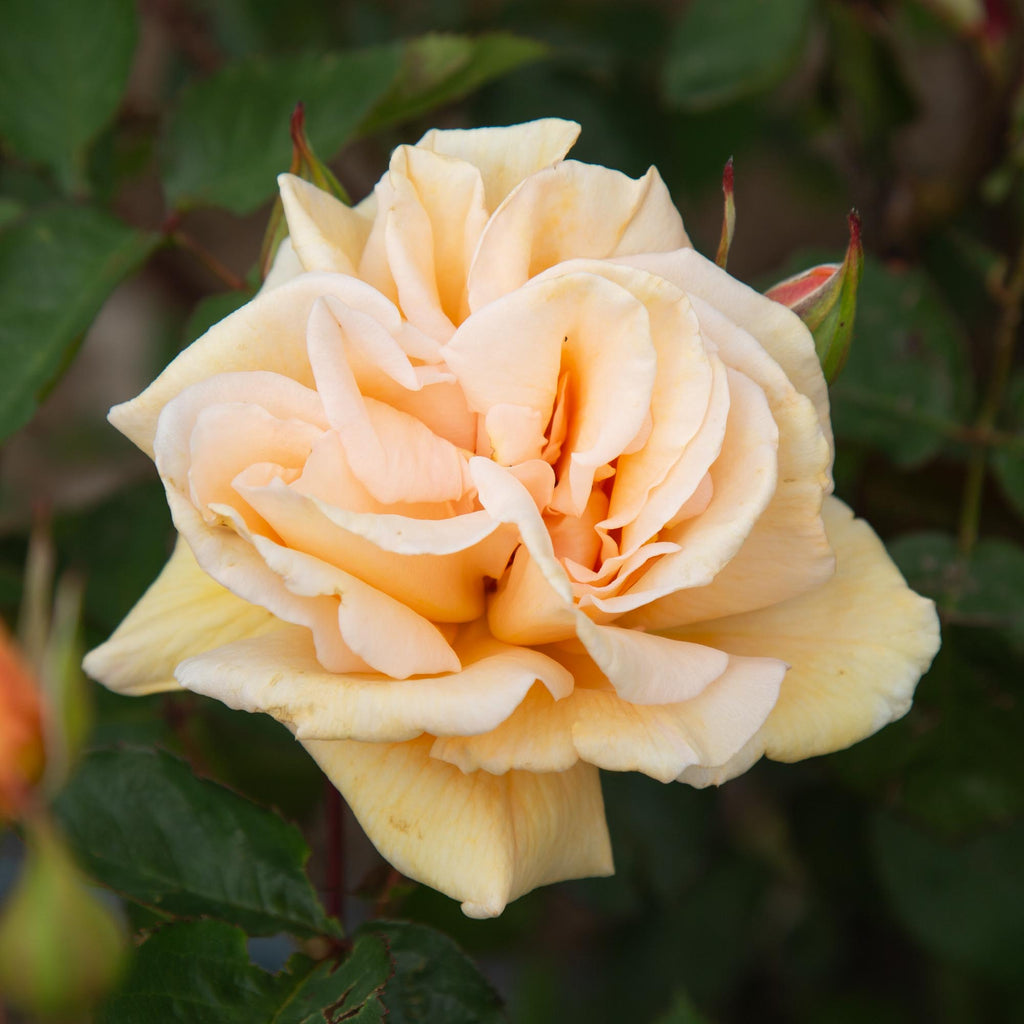 Eleganza® Winter Sun