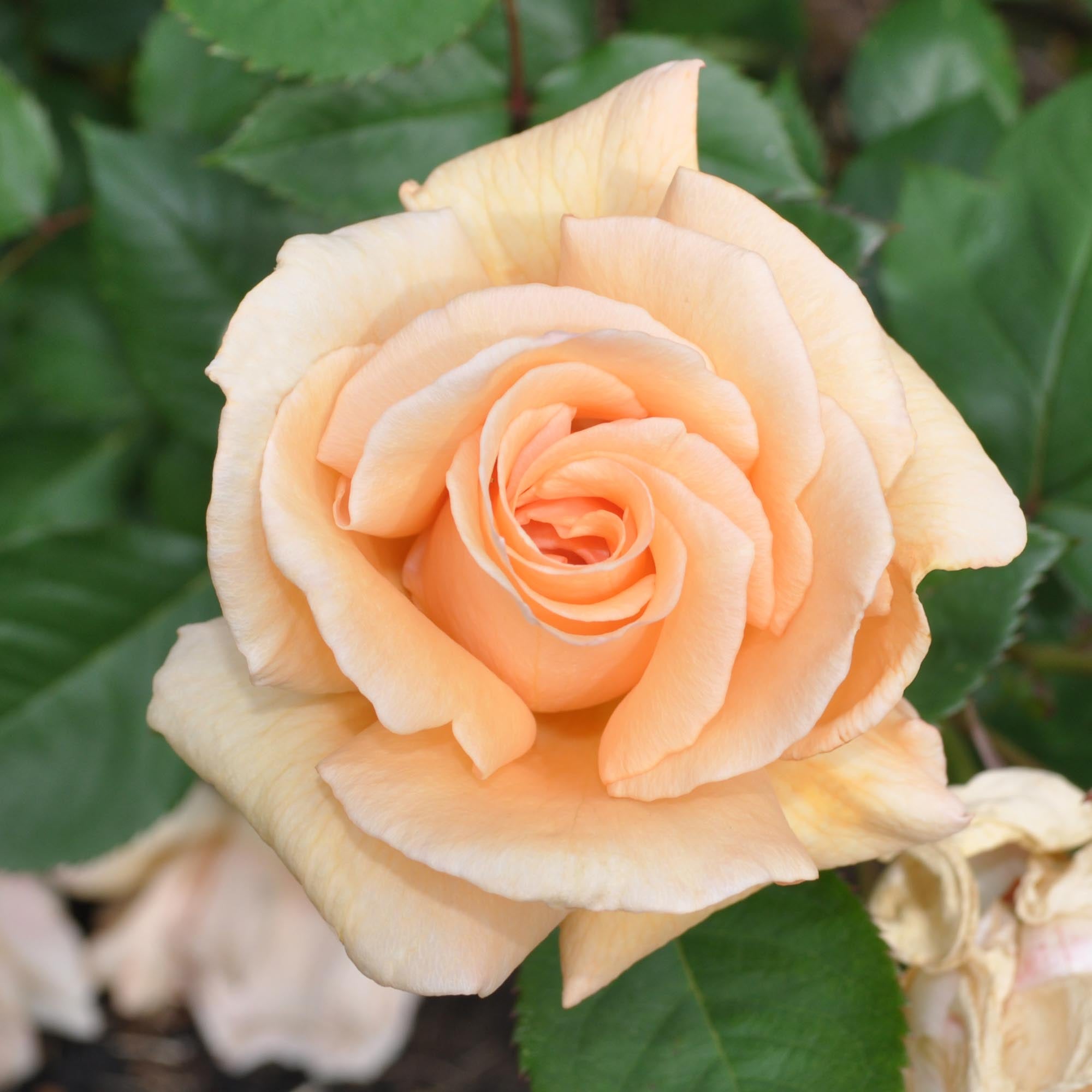 Eleganza® Winter Sun