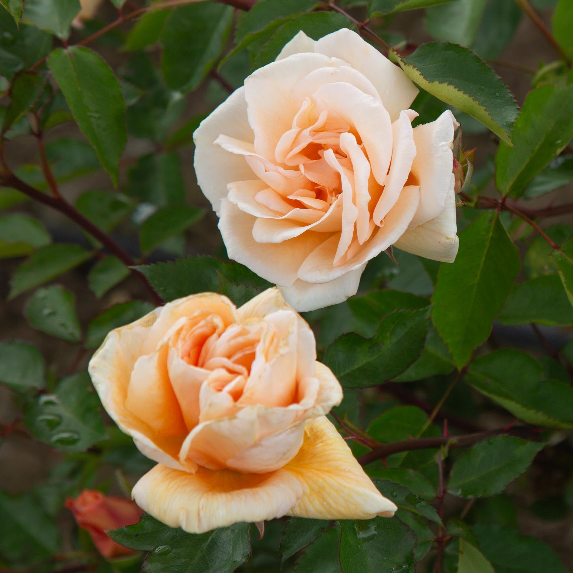 Eleganza® Winter Sun