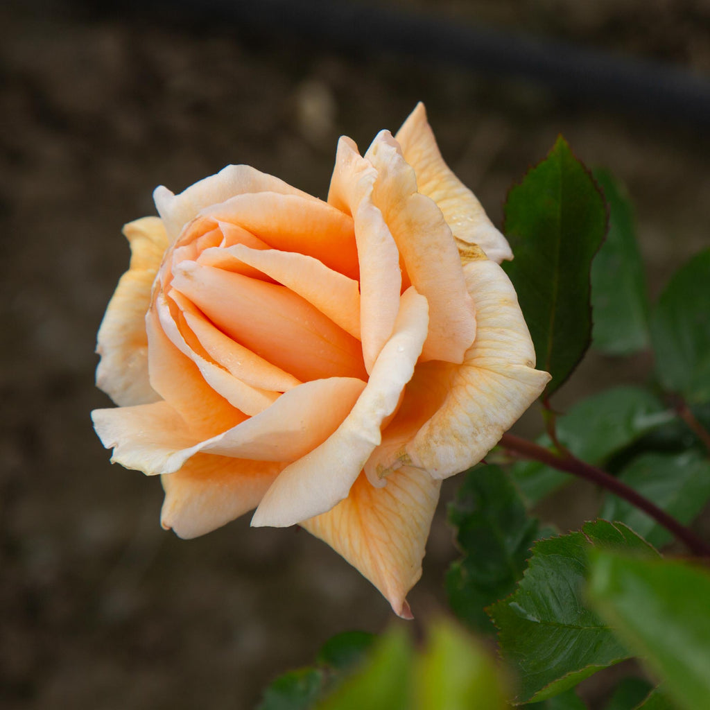 Eleganza® Winter Sun