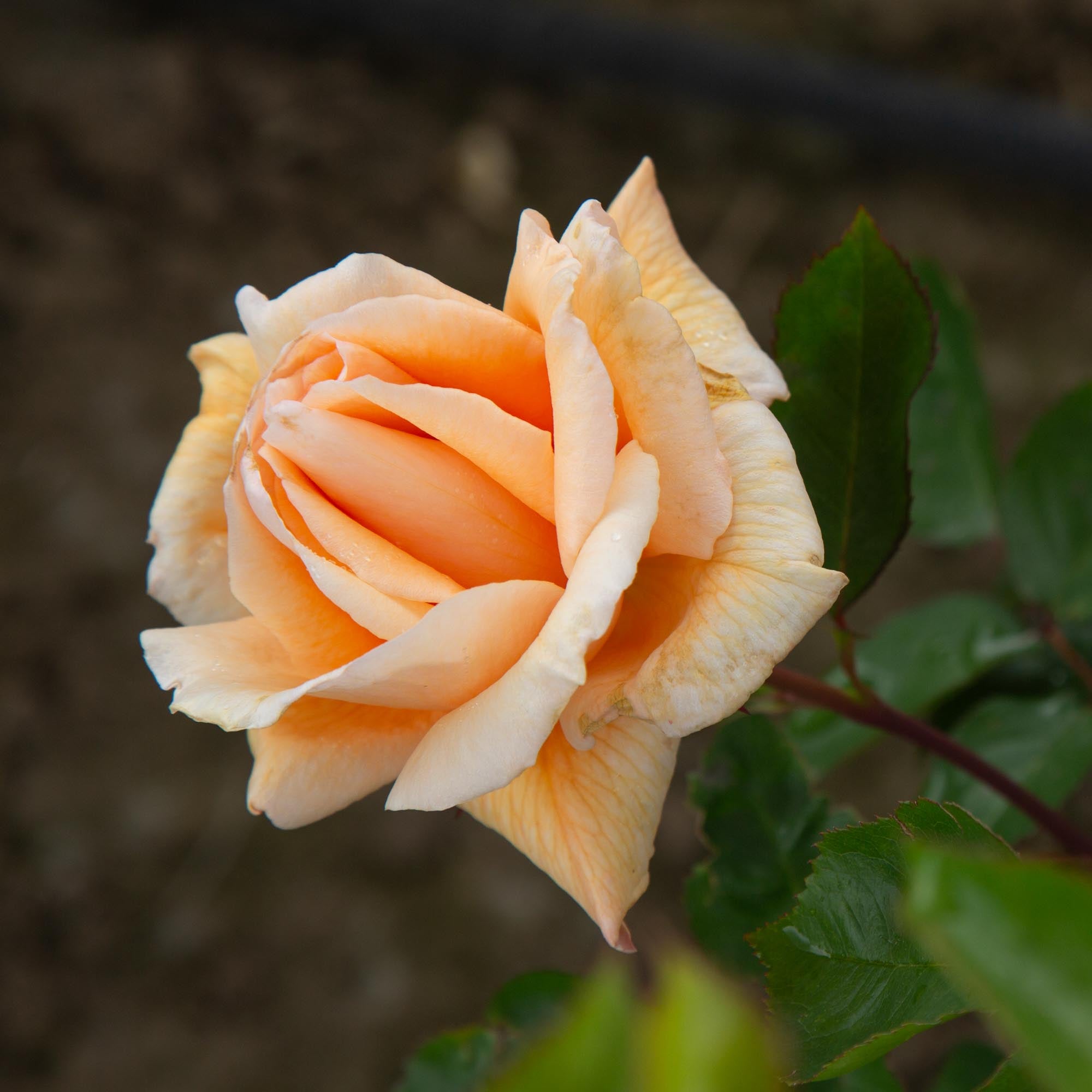 Eleganza® Winter Sun