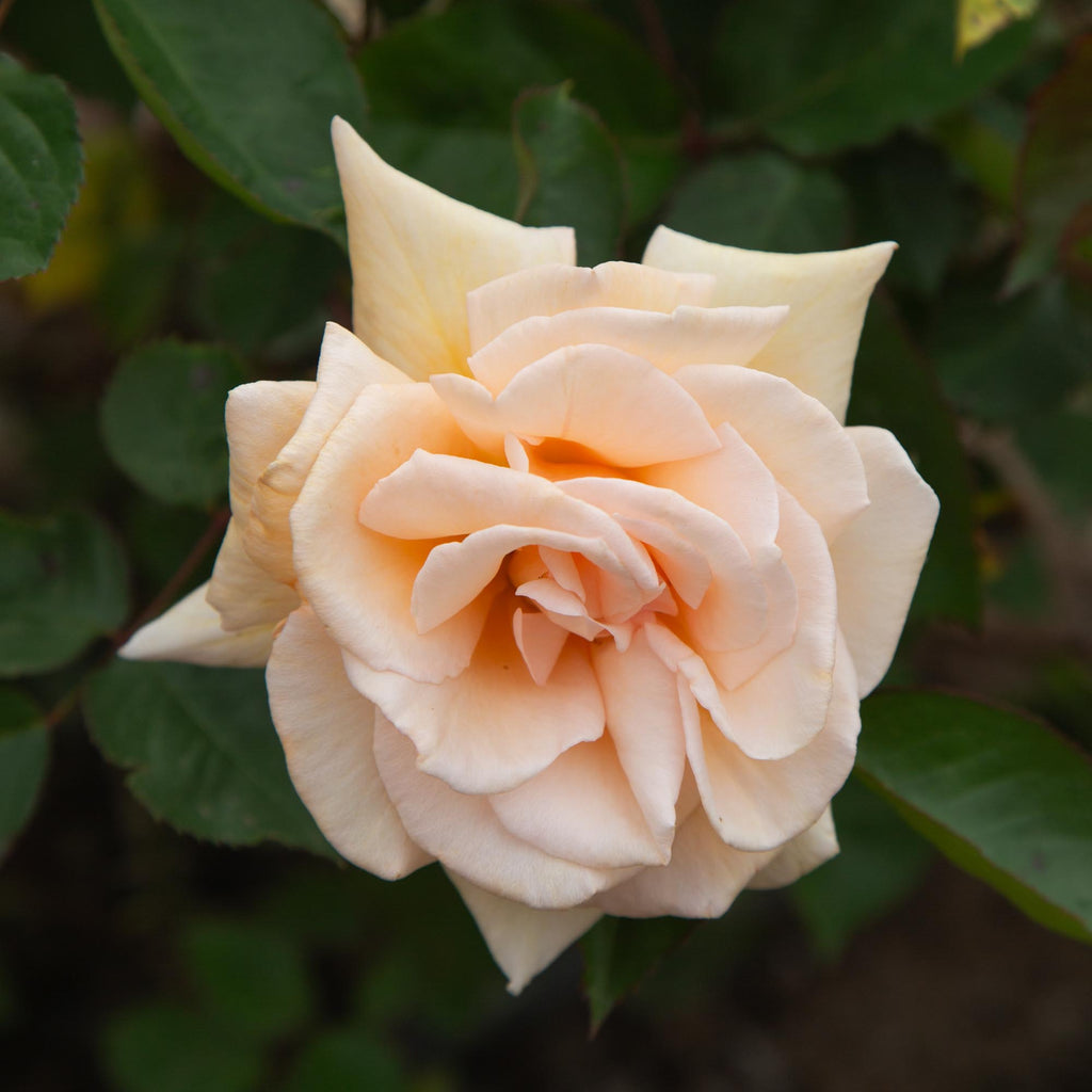 Eleganza® Winter Sun