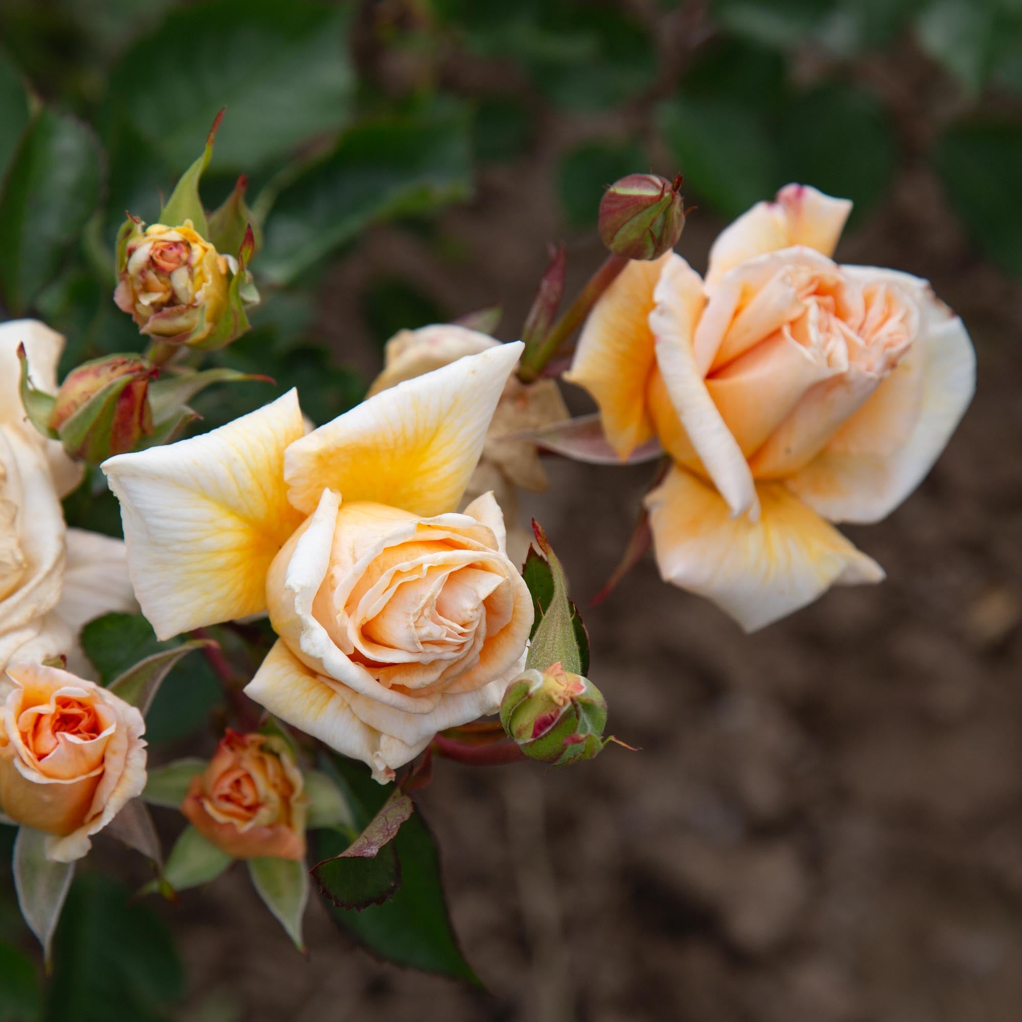 Eleganza® Winter Sun