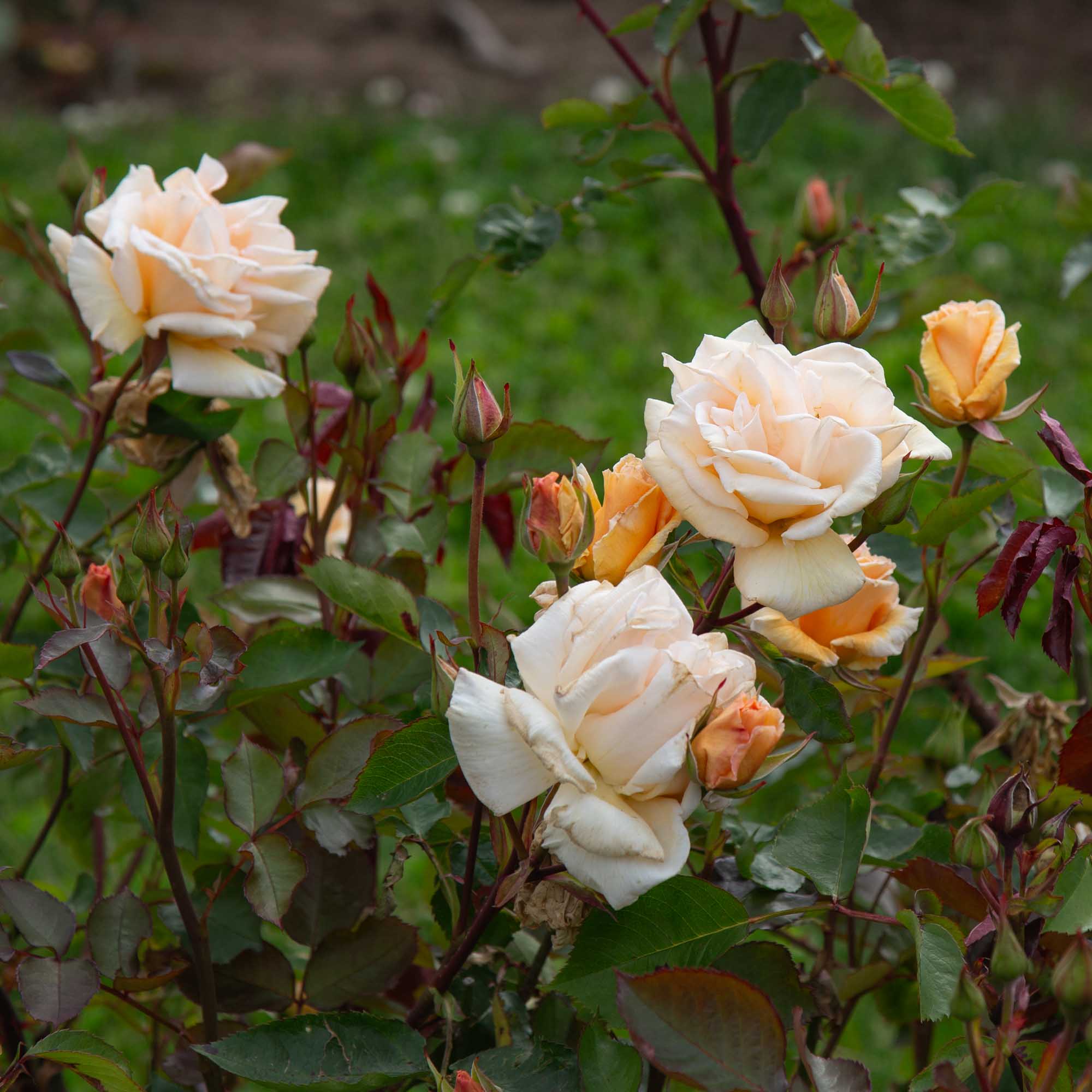 Eleganza® Winter Sun