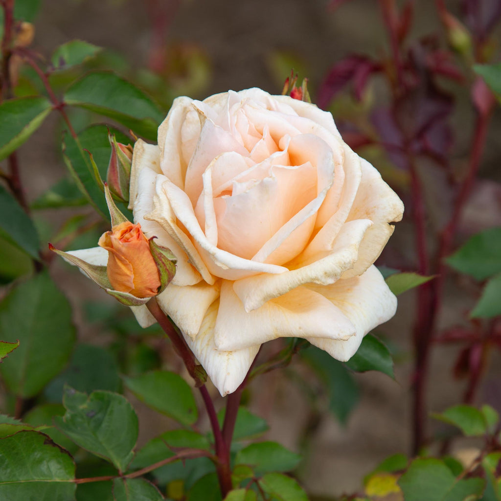 Eleganza® Winter Sun
