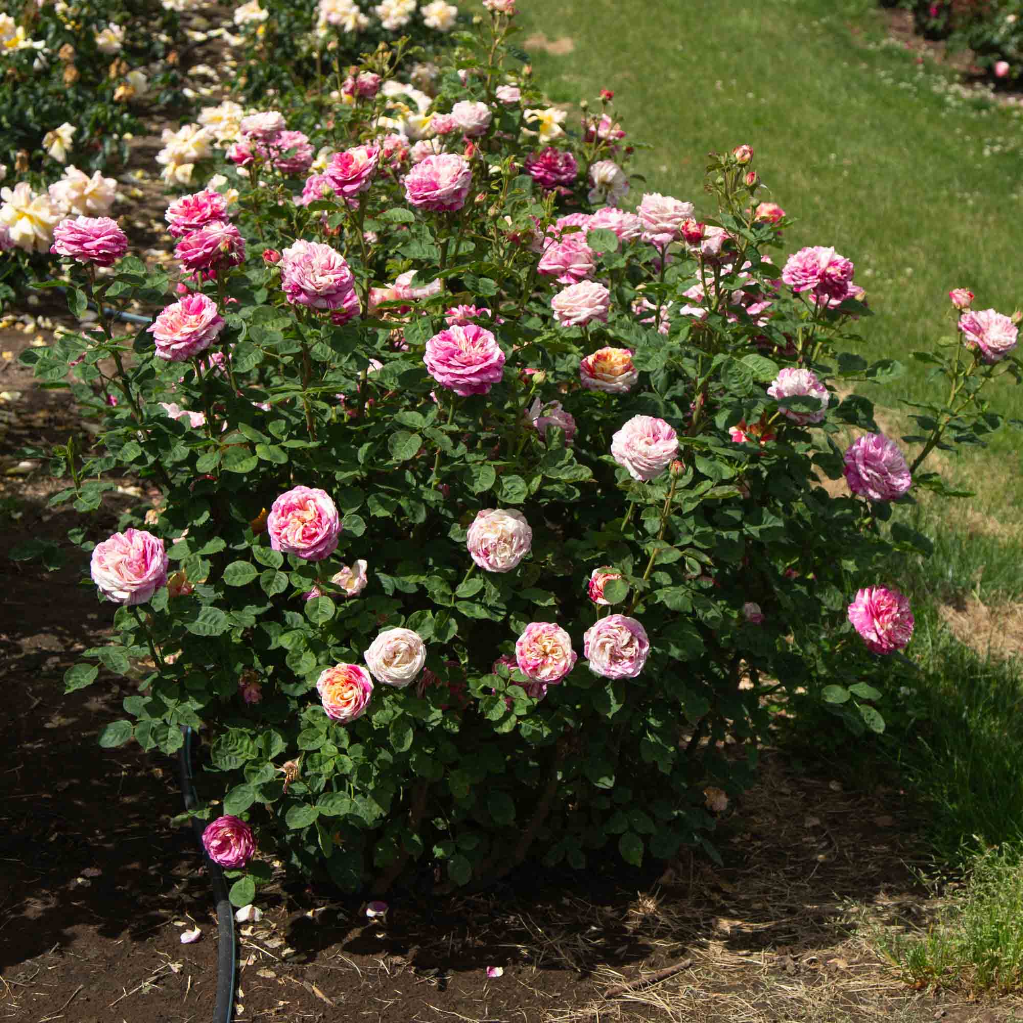 Wonderstripe Shrub Rose | Fragrant Rose Plant – Heirloom