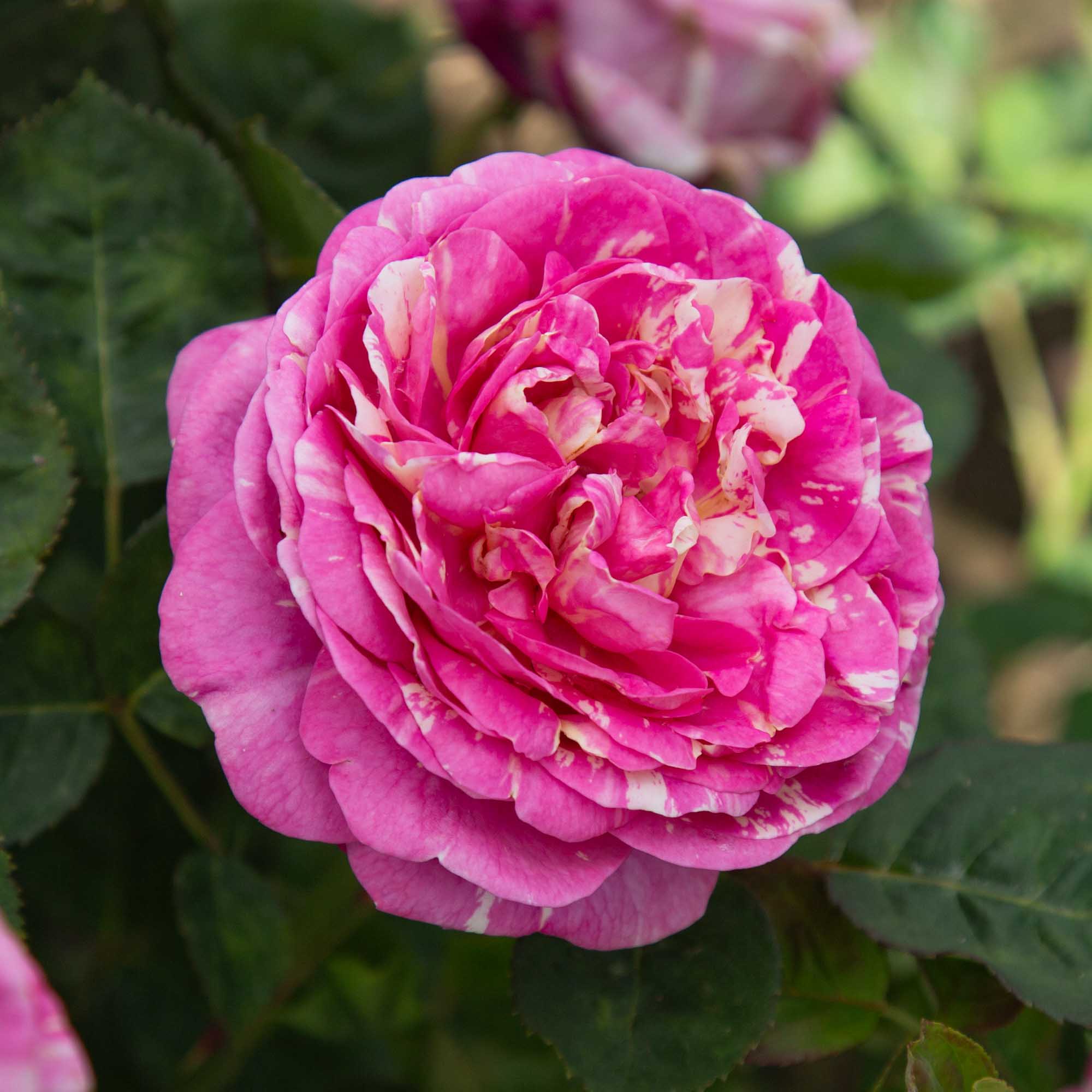 Wonderstripe Shrub Rose | Fragrant Rose Plant – Heirloom
