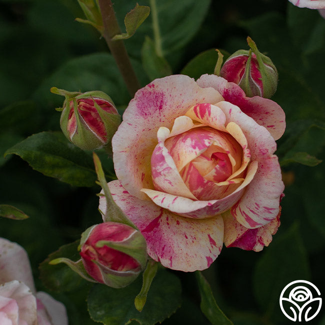 Wonderstripe Shrub Rose | Fragrant Rose Plant – Heirloom Roses
