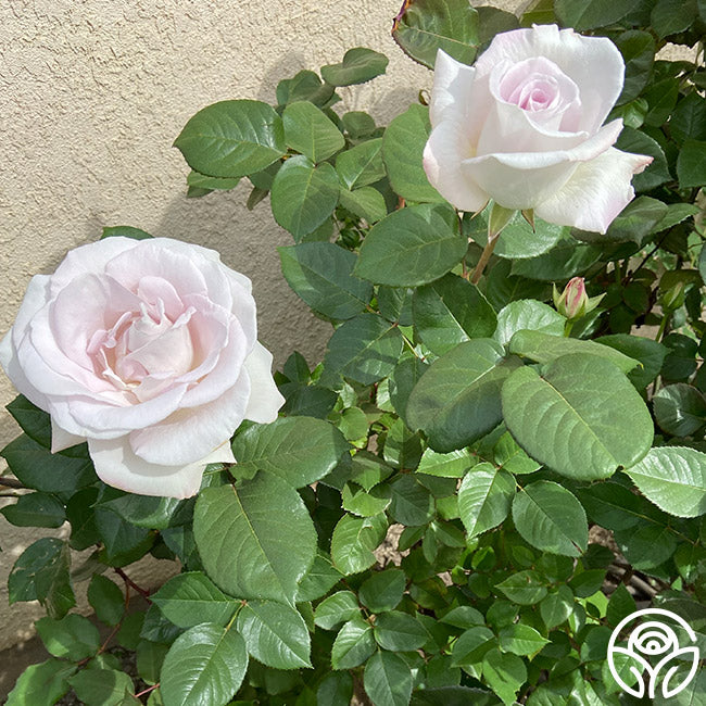 World War II Memorial Rose