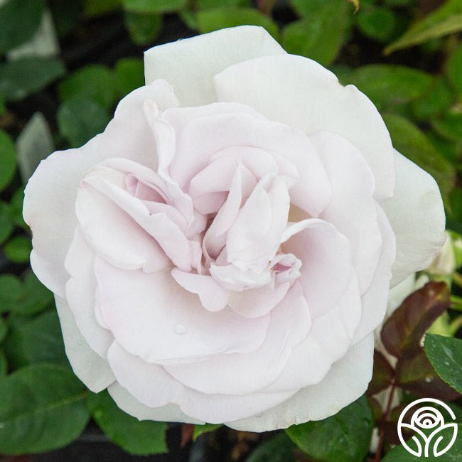 World War II Memorial Rose