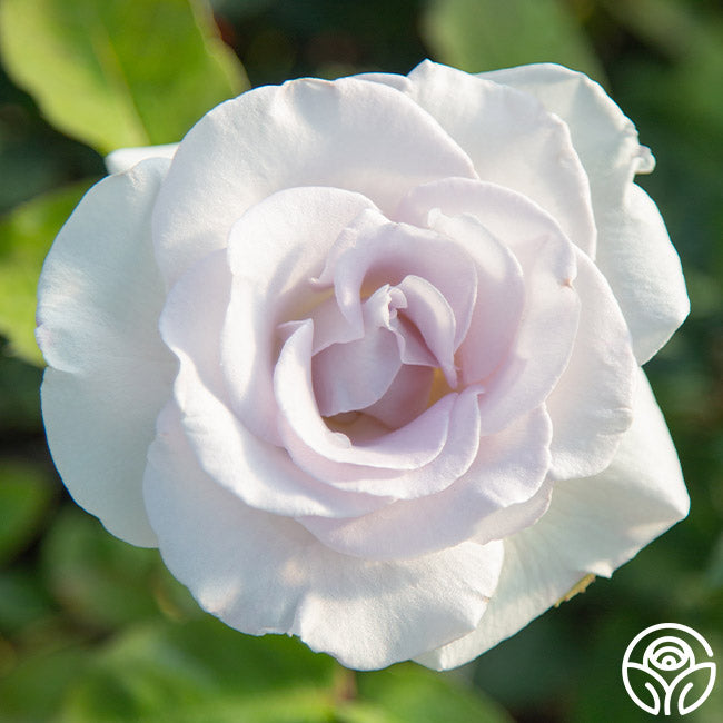 World War II Memorial Rose