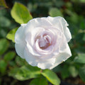 World War II Memorial Rose™