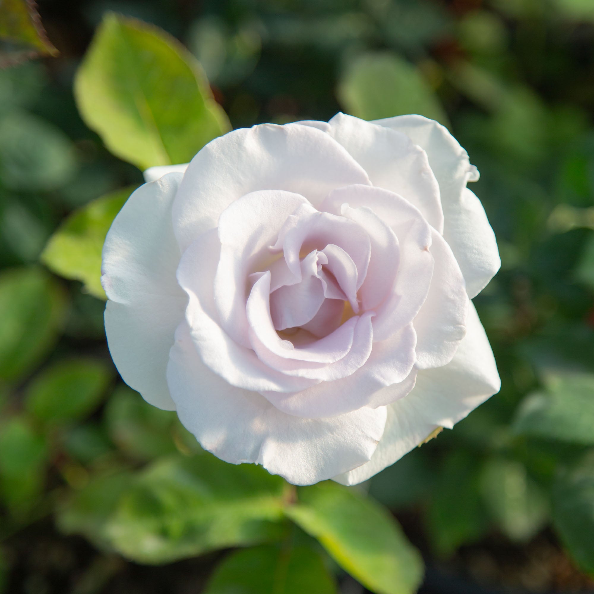 World War II Memorial Rose™