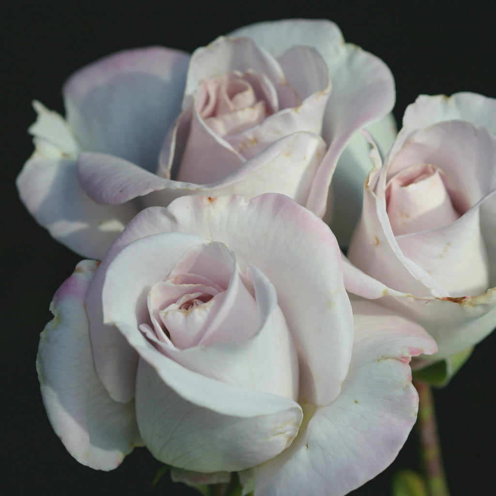 World War II Memorial Rose™