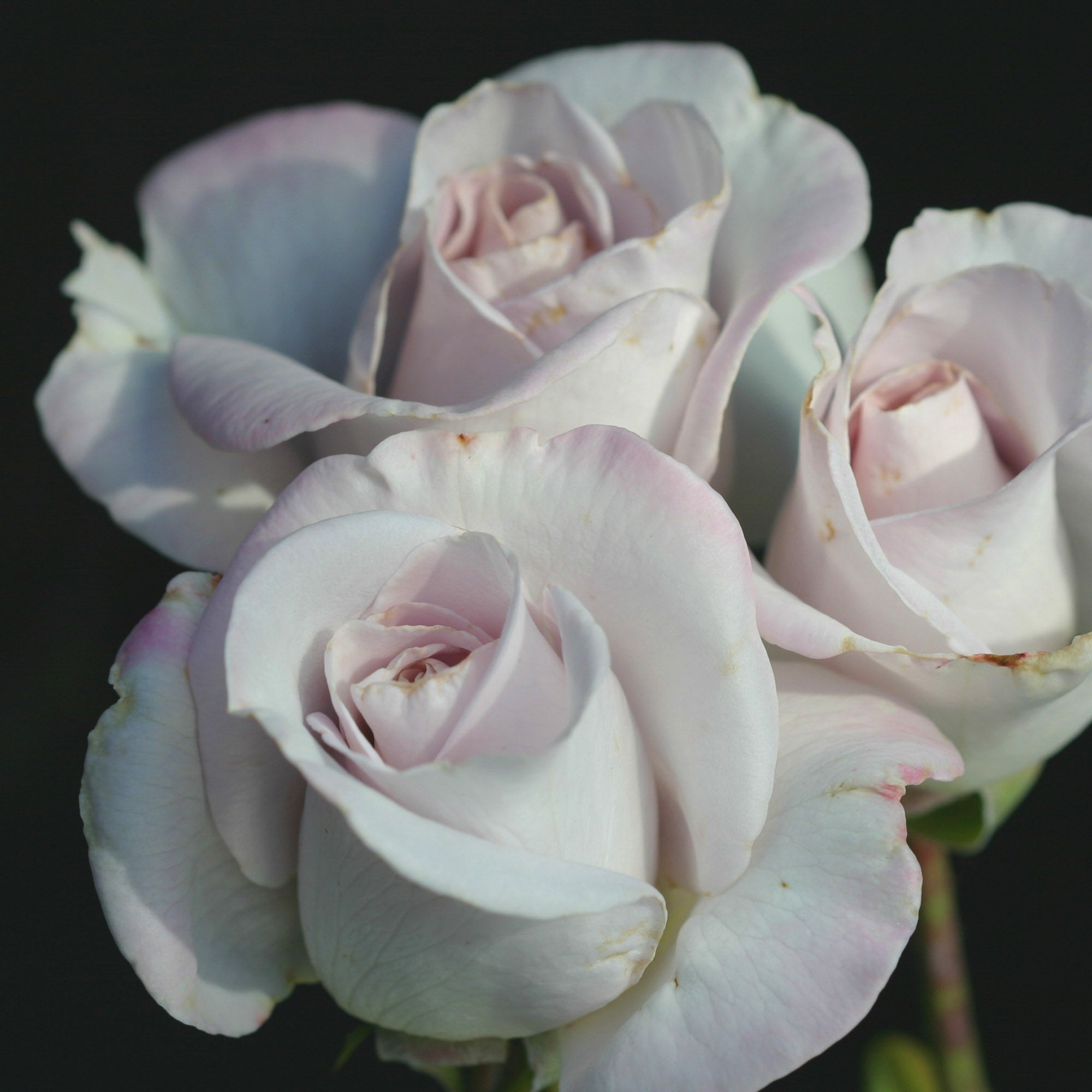 World War II Memorial Rose™