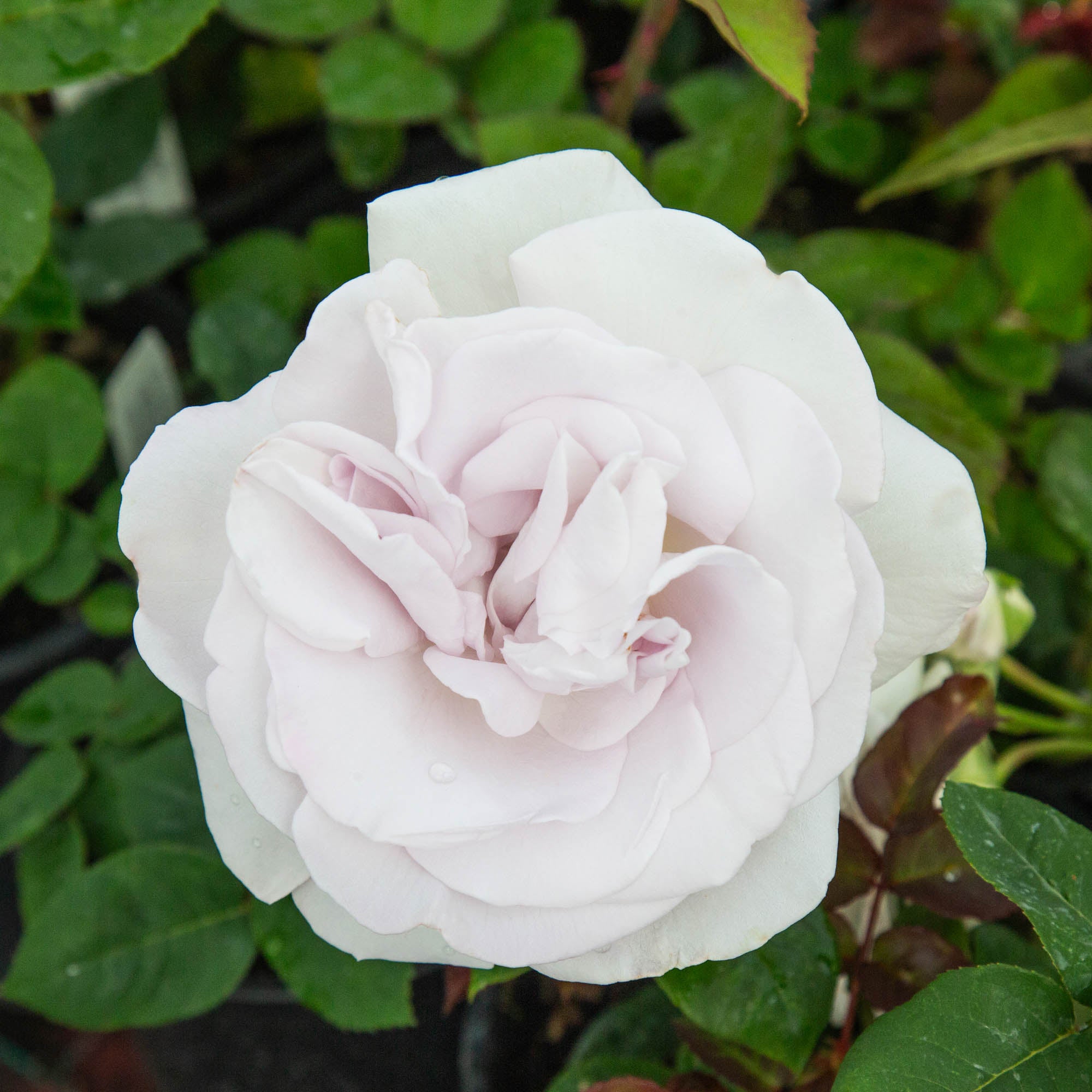 World War II Memorial Rose™