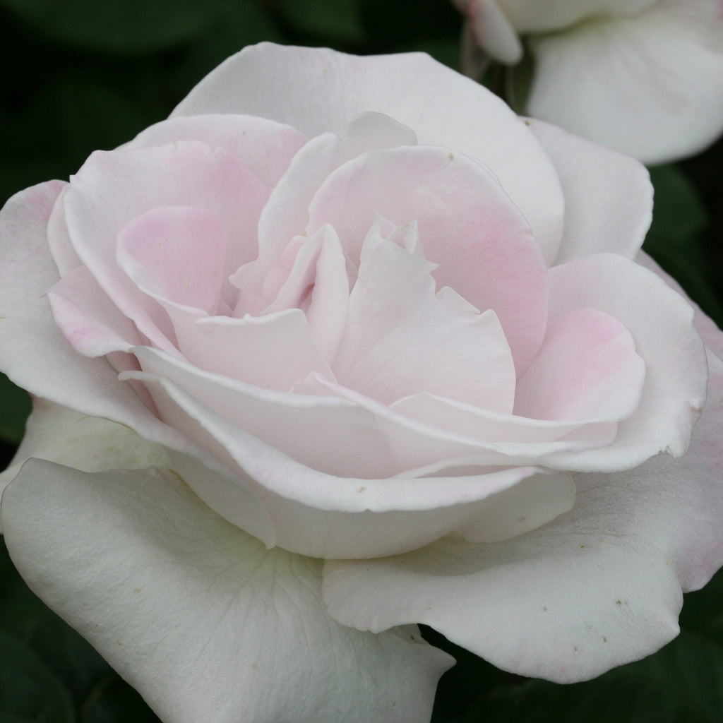 World War II Memorial Rose™