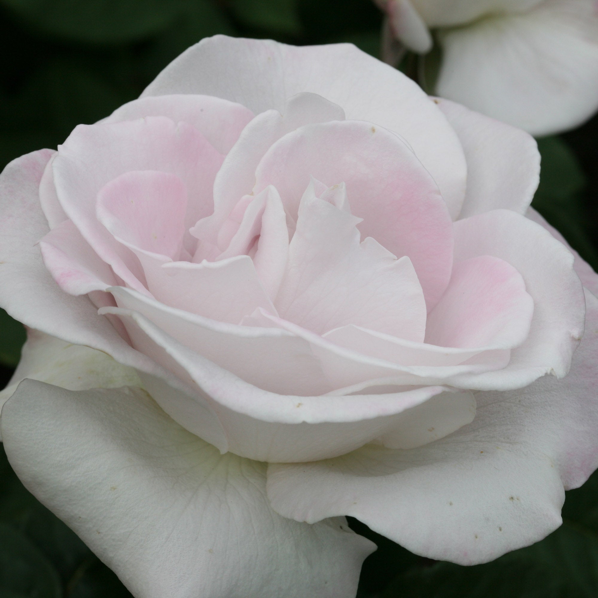 World War II Memorial Rose™