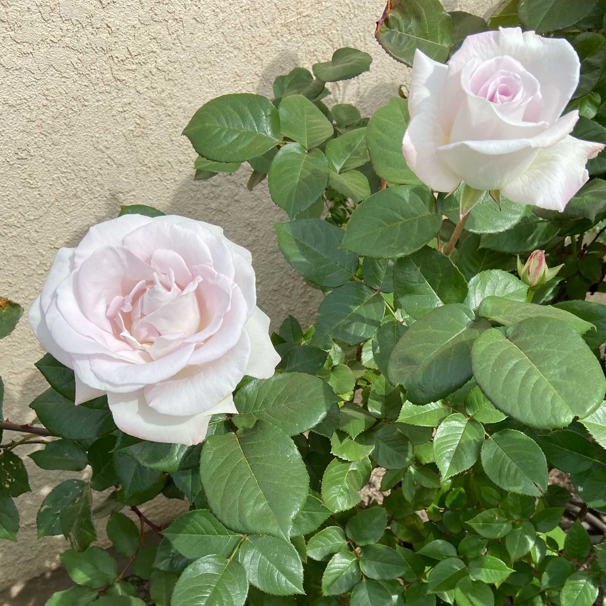 World War II Memorial Rose™