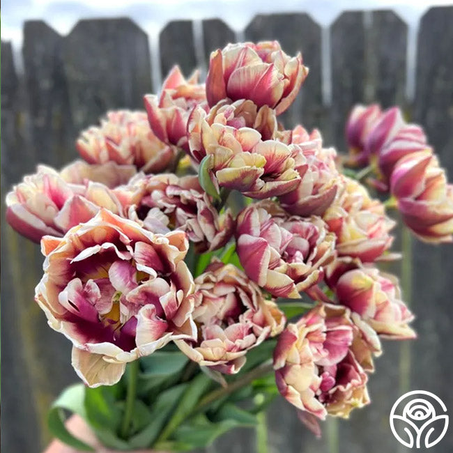 Wyndham | Tulip Bulb For Garden – Heirloom